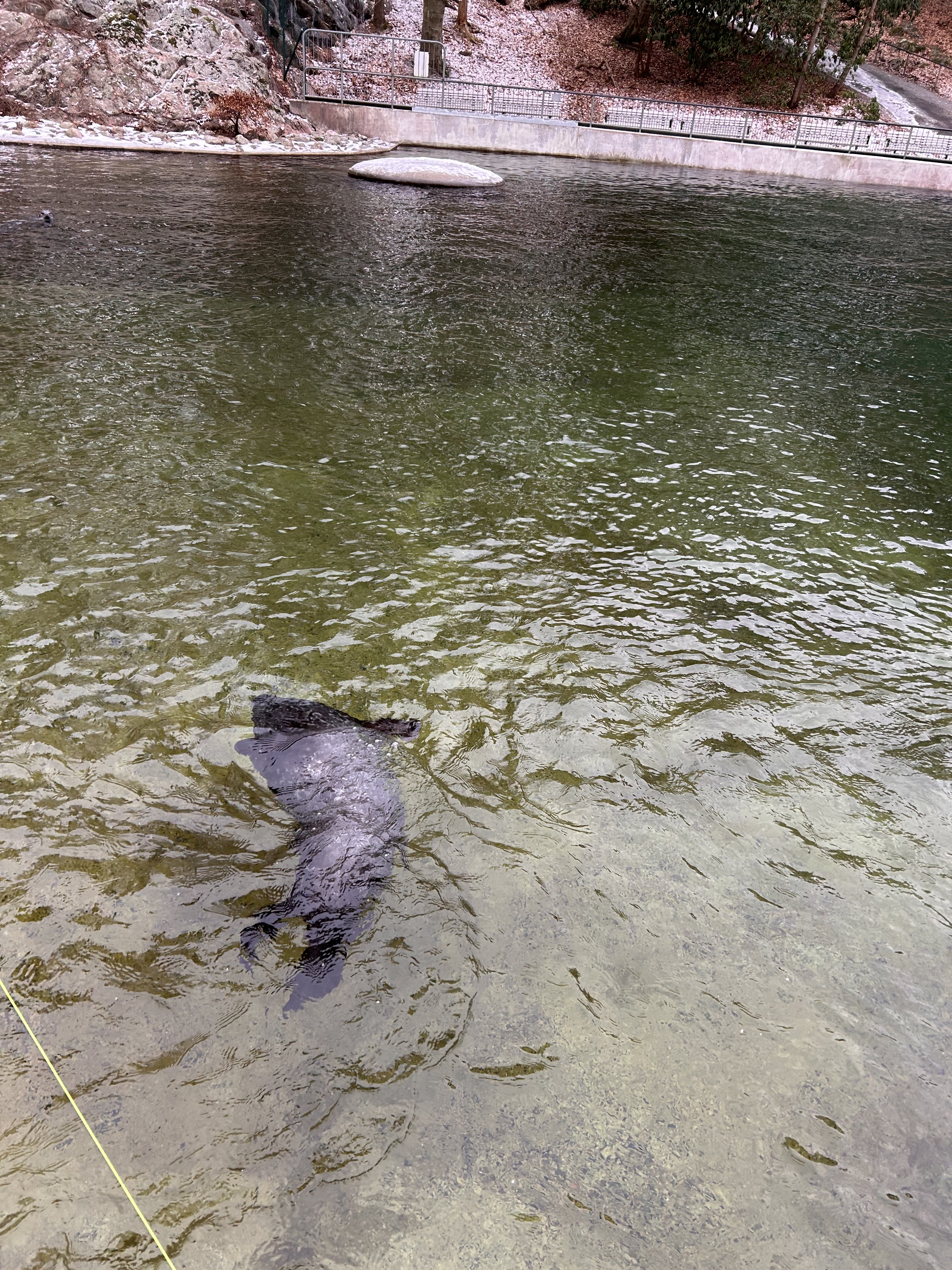Seal swimming in the water at Slottsskogen on a cold winter day