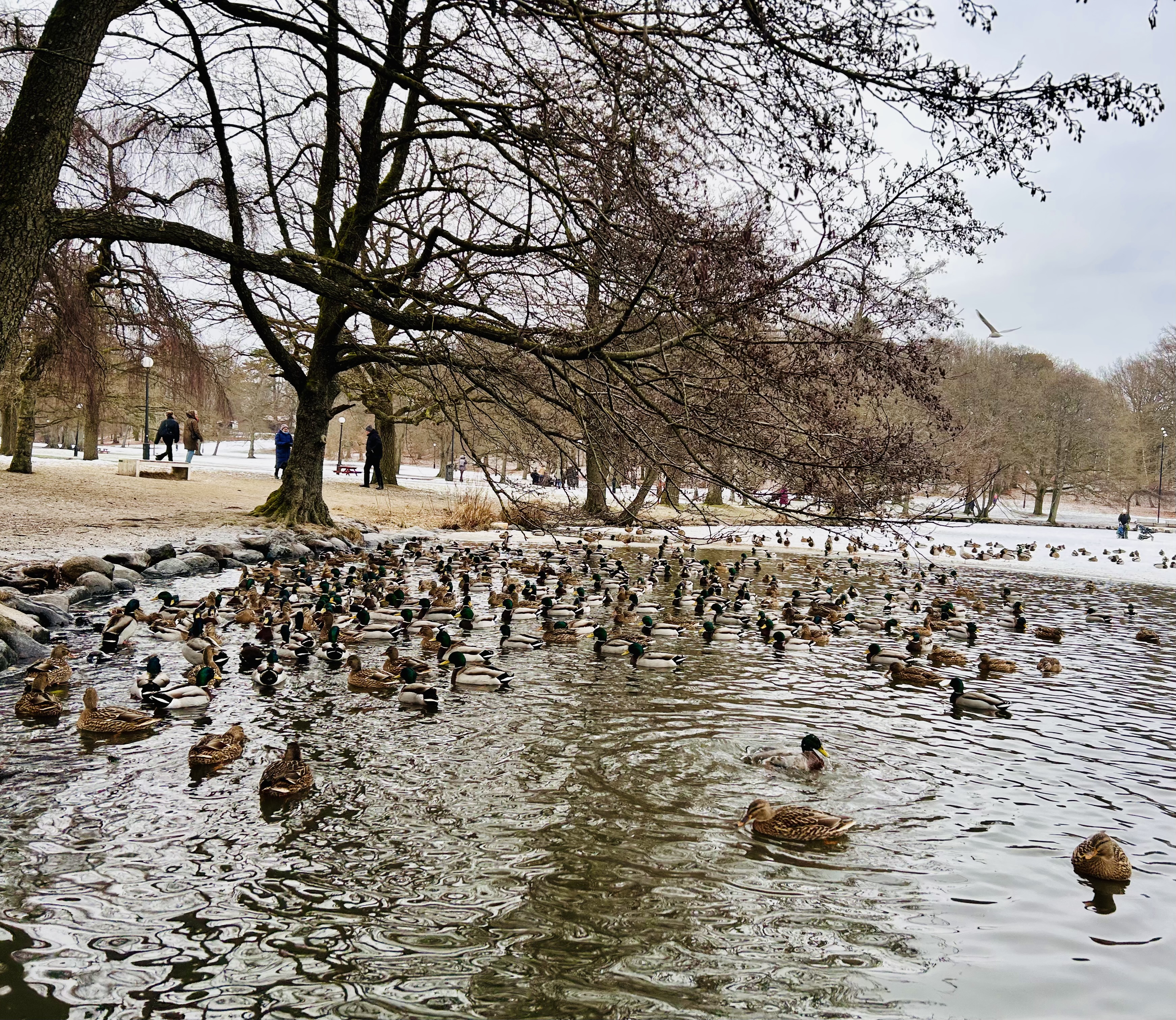 Ducks gathered by a pond in Slottsskogen during winter