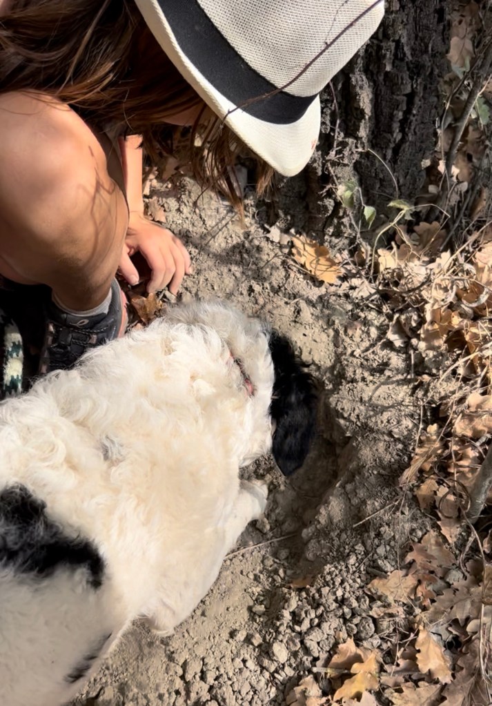 Truffle hunting with a trained dog