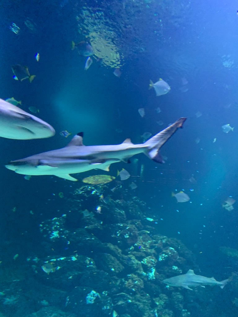Sharks swimming in the aquarium at Universeum