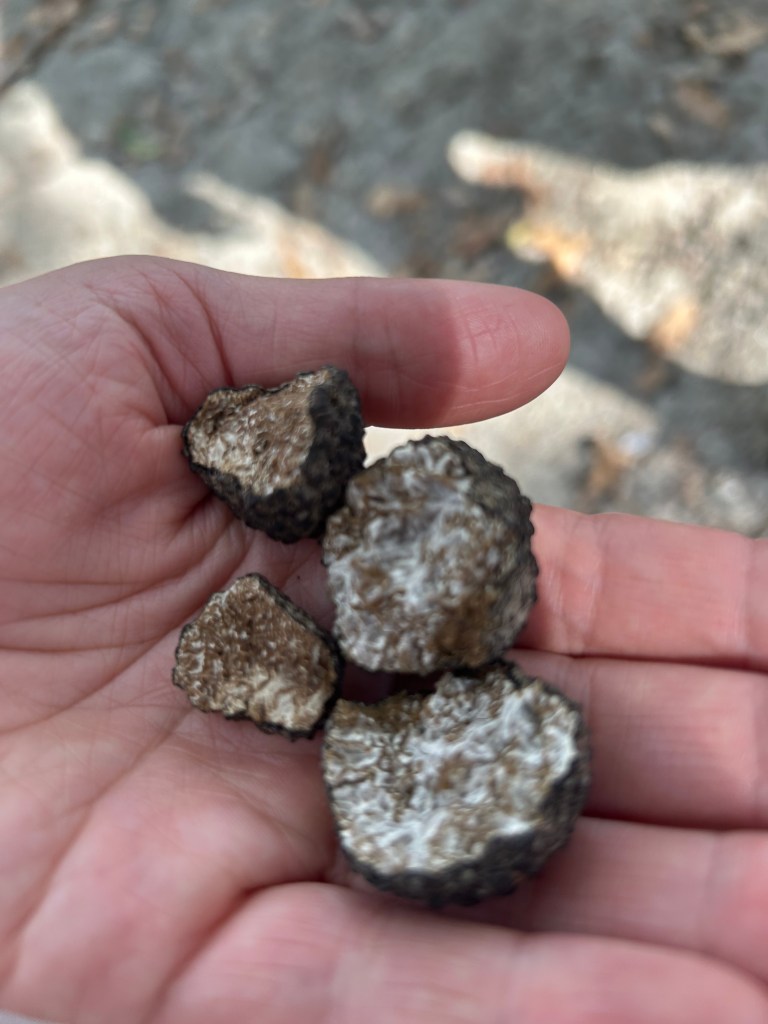 Fresh truffles from a truffle hunt in Italy