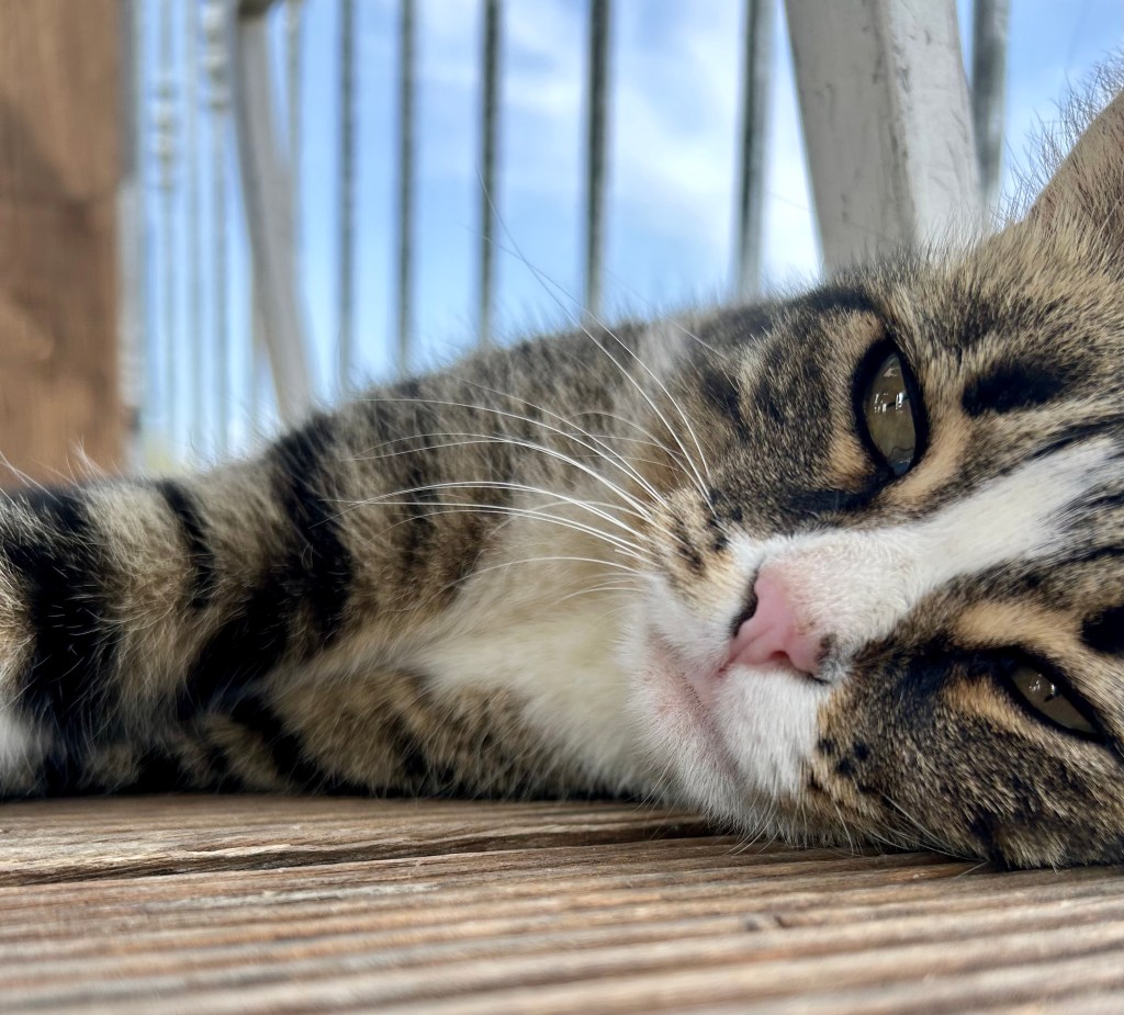 Lazy afternoon with a cat resting in warm natural light.
