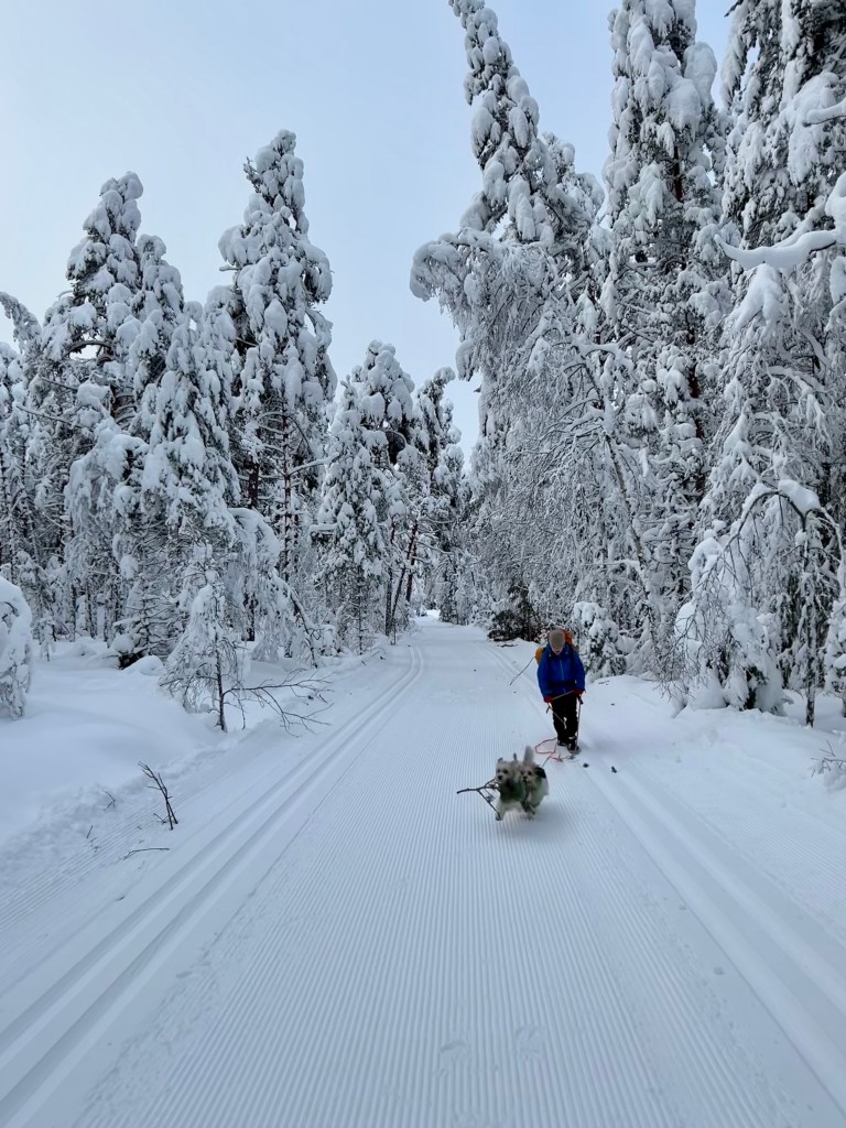 Groomed cross-country ski track through a snow-covered forest in Norway
